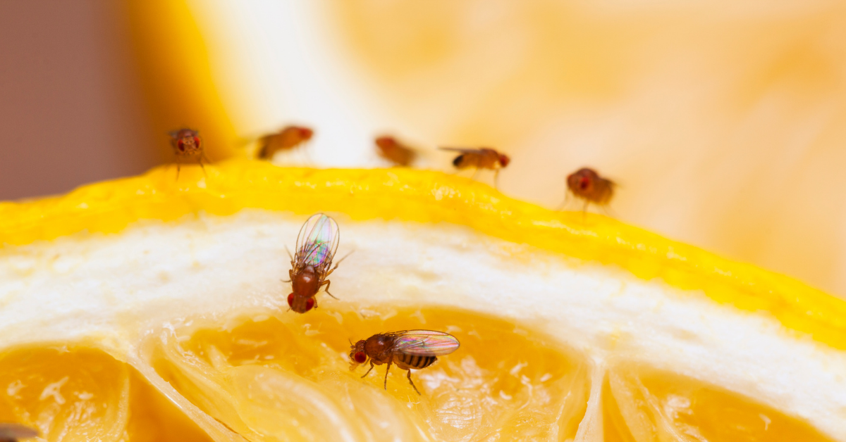 How do I get rid of fruit flies? | Massey Services, Inc. How To Get Rid Of A Fruit Fly Infestation How do I get rid of fruit flies? | Massey Services, Inc. - How To Get Rid Of A Fruit Fly Infestation