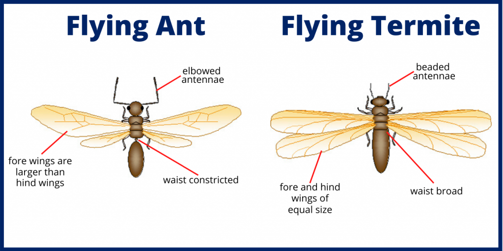 Image comparing flying termites to flying ants.