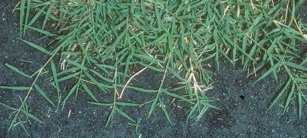 Managing Grassy Weeds