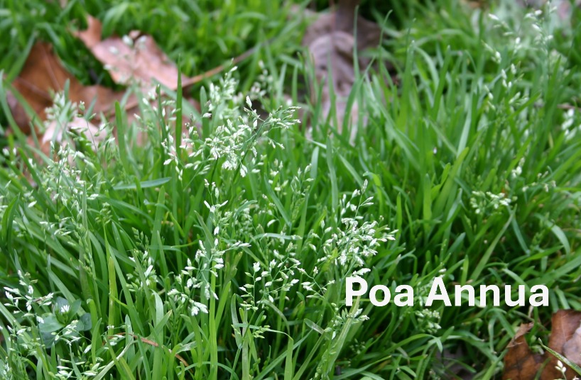 Annua Poa weeds in lawn