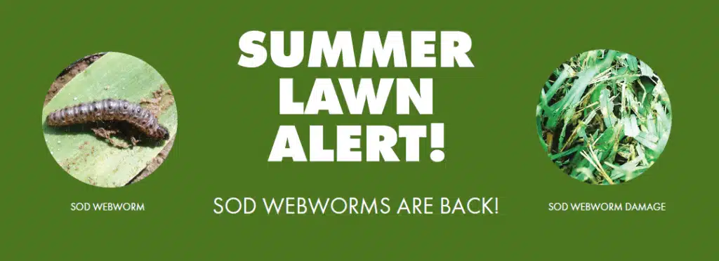 Sod webworms