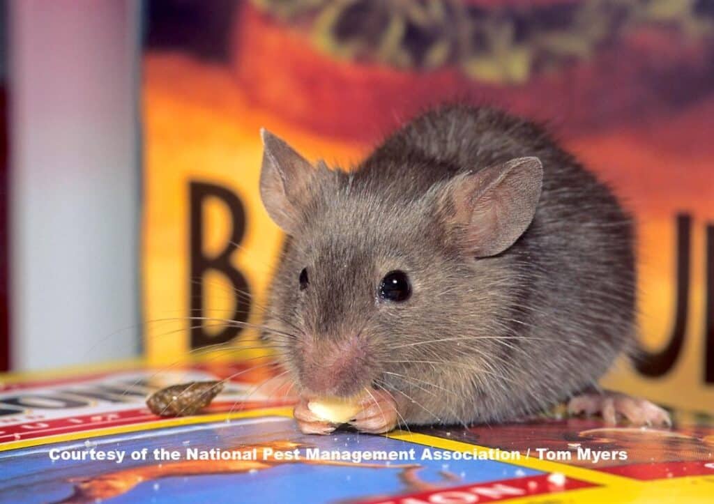 Mice