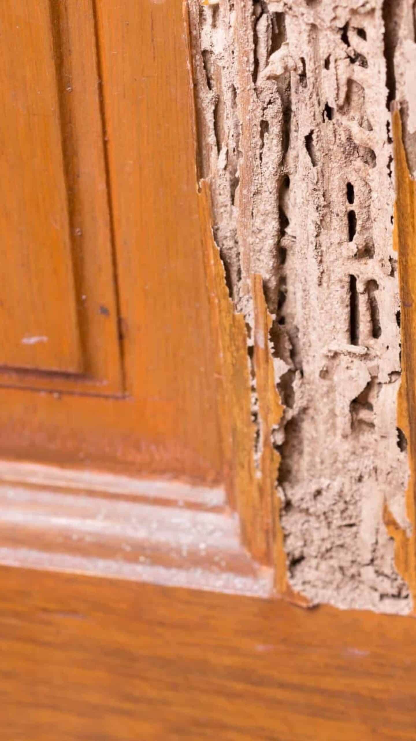 Protecting Your Hilton Head Home from Termite Damage - Massey Services