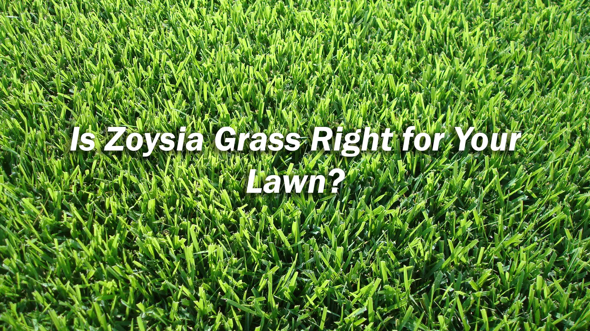 Is Zoysia Grass Good: Ultimate Guide to a Lush Lawn