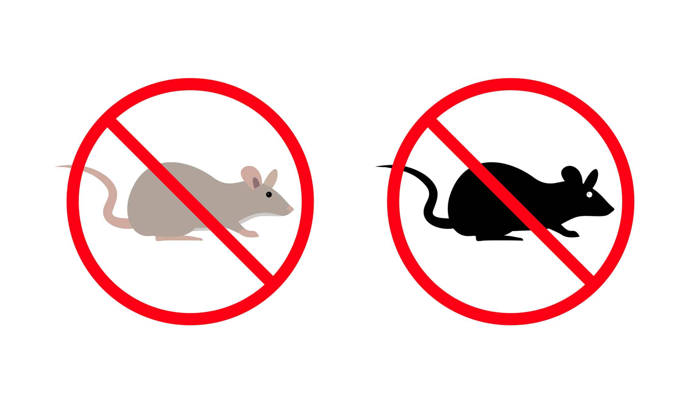 Why Rodents Invade Homes This Time of Year — And How to Stop Them ...