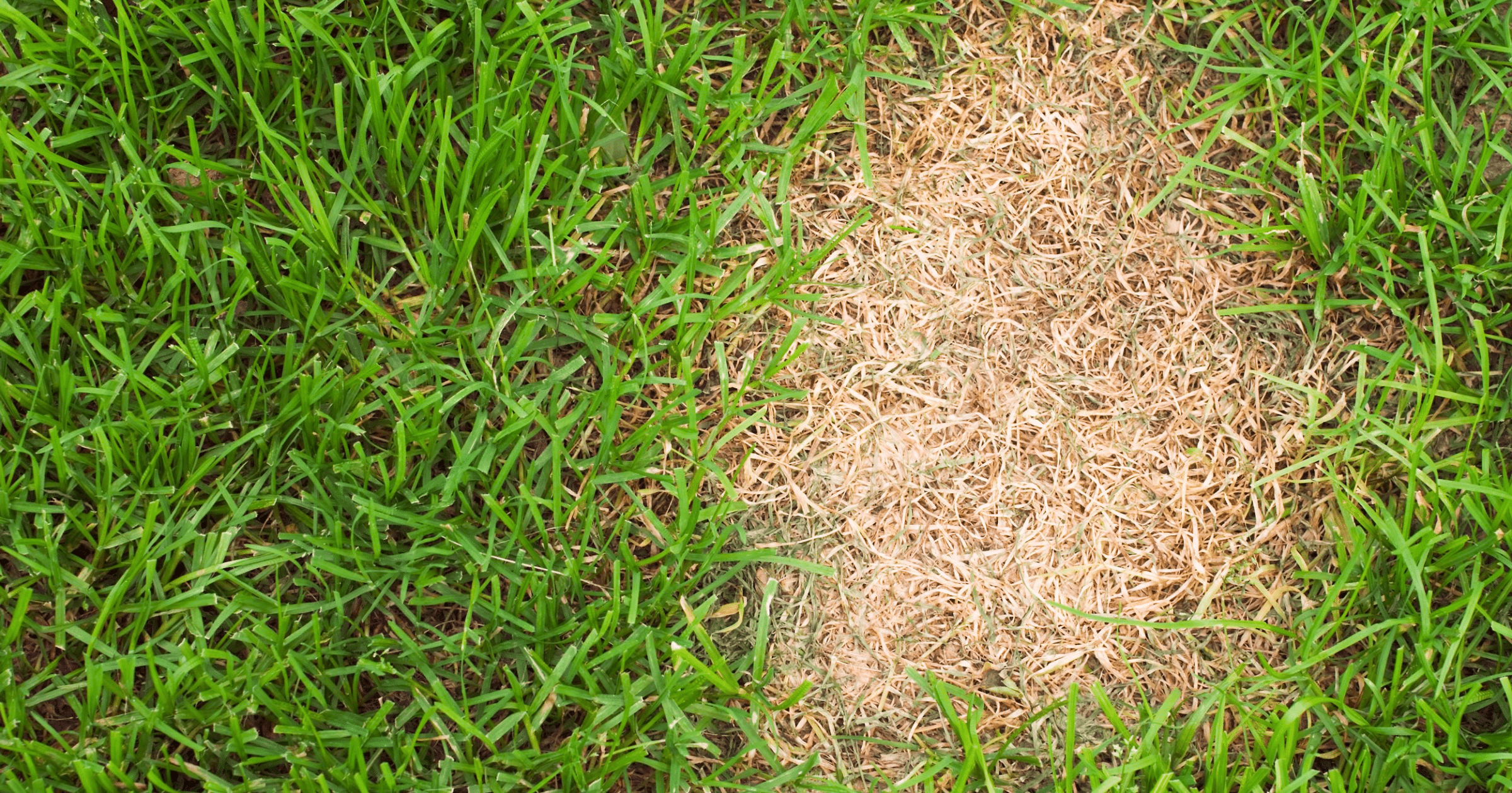 How to Eliminate Stubborn Lawn Weeds thumbnail
